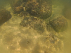 Halichoeres notospilus