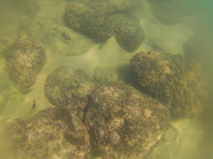 Stegastes acapulcoensis