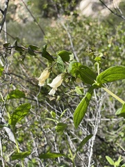 Lepechinia cardiophylla