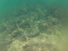 Stegastes acapulcoensis