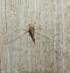 Conopomorpha cyanospila