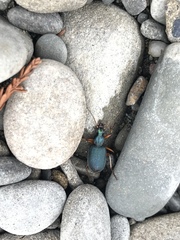 Chlaenius leucoscelis sonomae