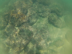 Halichoeres dispilus