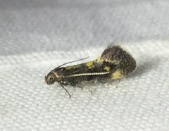 Chrysoesthia sexguttella