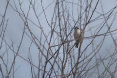 Lanius senator badius