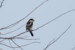 Lanius senator badius