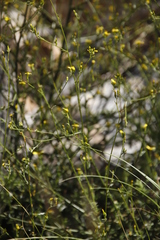 Senecio pubigerus