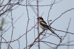 Lanius senator badius