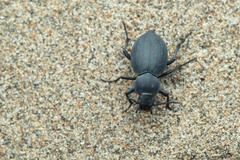 Tentyria mucronata
