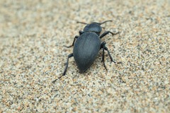 Tentyria mucronata