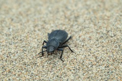 Tentyria mucronata