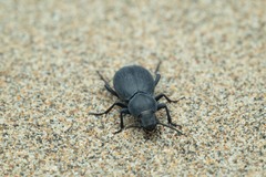 Tentyria mucronata