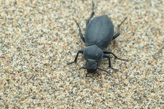 Tentyria mucronata