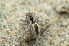 Pseudomogrus univittatus