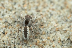 Pseudomogrus univittatus