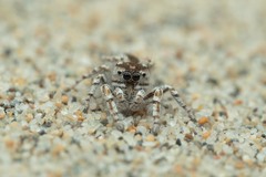 Pseudomogrus univittatus