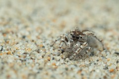 Pseudomogrus univittatus