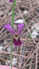 Matthiola fruticulosa