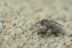 Pseudomogrus univittatus