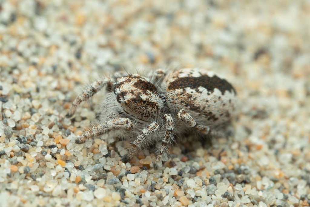 Pseudomogrus univittatus