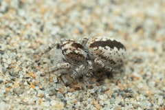 Pseudomogrus univittatus