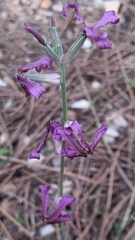 Matthiola fruticulosa