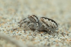 Pseudomogrus univittatus