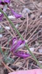 Matthiola fruticulosa