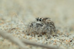 Pseudomogrus univittatus