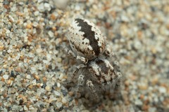 Pseudomogrus univittatus