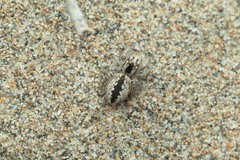 Pseudomogrus univittatus