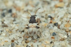 Macropternella bicolor