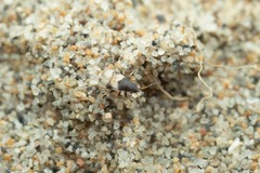 Macropternella bicolor