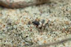 Macropternella bicolor