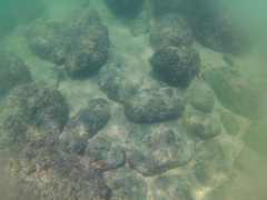 Thalassoma lucasanum