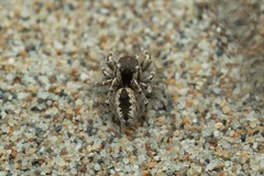 Pseudomogrus univittatus