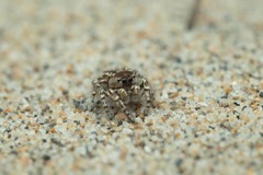 Pseudomogrus univittatus