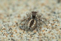 Pseudomogrus univittatus