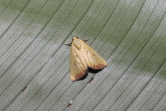 Marimatha botyoides