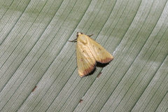 Marimatha botyoides