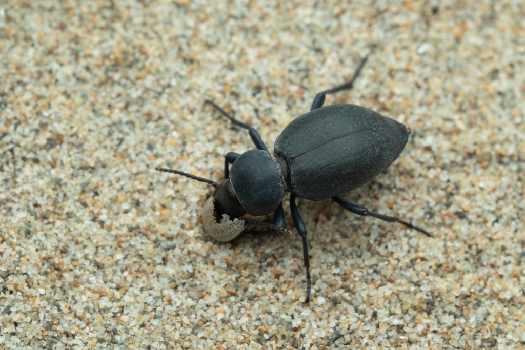 Tentyria mucronata