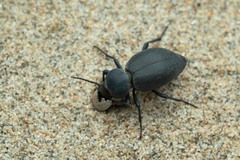 Tentyria mucronata