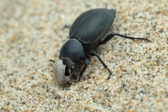 Tentyria mucronata