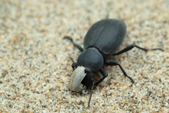 Tentyria mucronata