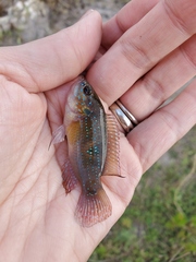 Hemichromis