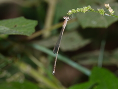 Indolestes insularis