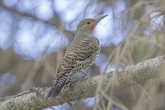 Colaptes auratus