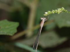 Indolestes insularis