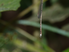 Indolestes insularis