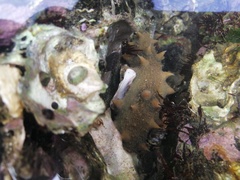 Apostichopus japonicus